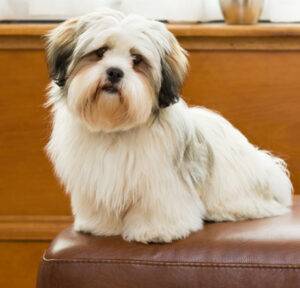 Playful Lhasa Apso puppies for sale, loyal, affectionate, and great with kids.