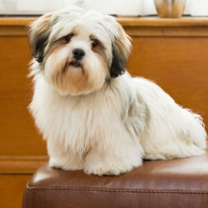 Playful Lhasa Apso puppies for sale, loyal, affectionate, and great with kids.