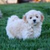 Loyal, loving Maltipoo puppies for sale, intelligent and easy to train.