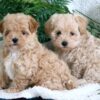 Loyal, loving Maltipoo puppies for sale, intelligent and easy to train.