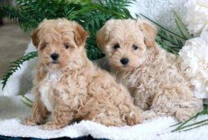 Loyal, loving Maltipoo puppies for sale, intelligent and easy to train.