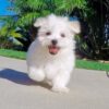 Loyal, loving Maltipoo puppies for sale, intelligent and easy to train.