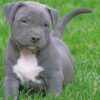 Pedigree puppies