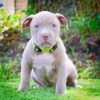 Sweet beautiful puppies