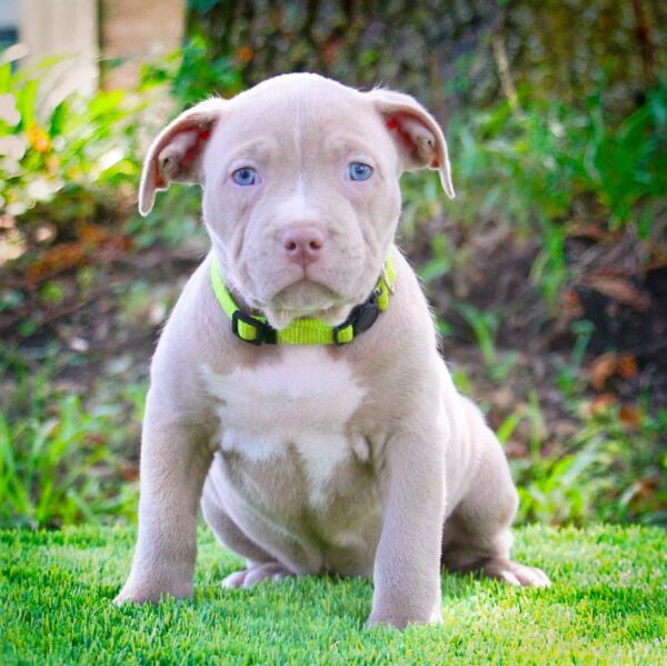 Sweet beautiful puppies