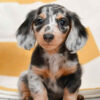 Affectionate and loyal Dachshund, playful companion, low maintenance, and great for families.