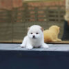 Sweet beautiful puppies