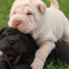 Adorable Shar Pei puppies for sale in the USA, calm and loyal companions.