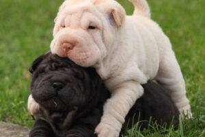 Adorable Shar Pei puppies for sale in the USA, calm and loyal companions.