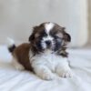 Adorable Shih Tzu puppies for sale in the USA, perfect furry companions at affordable prices.