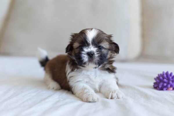 Adorable Shih Tzu puppies for sale in the USA, perfect furry companions at affordable prices.