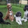 Smart, loyal Standard Poodle puppies for sale, excellent family pets.