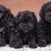 Small, intelligent Teacup Toy Poodle puppies for sale, ideal companions.