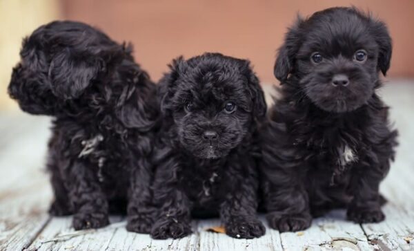 Small, intelligent Teacup Toy Poodle puppies for sale, ideal companions.