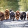 Tibetan Mastiff puppies for sale, loyal and protective family guardians.