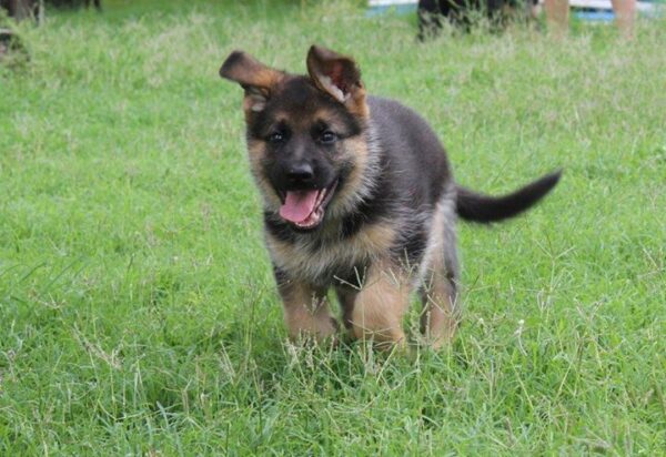 German Shepherd puppy for sale, intelligent, loyal, and protective family companion.