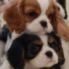Affectionate and adaptable Cavaliers, great with children, easy to train, and social with other pets.