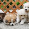 Quiet and obedient Akitas, affectionate with family, protective, and independent-minded.