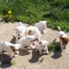 Online adoption of puppies