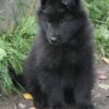 Energetic and loyal Belgian Shepherd dog ready for a loving home.