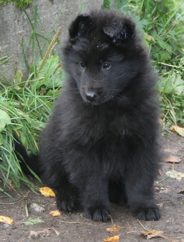 Energetic and loyal Belgian Shepherd dog ready for a loving home.