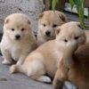 Shiba Inu puppies