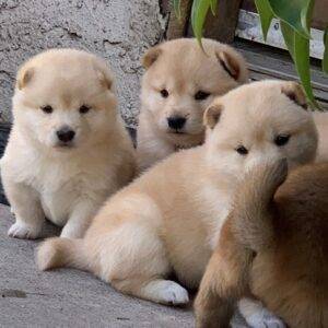 Shiba Inu puppies