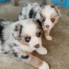 Intelligent and loyal Australian Shepherds, energetic dogs that love outdoor adventures with their owners.