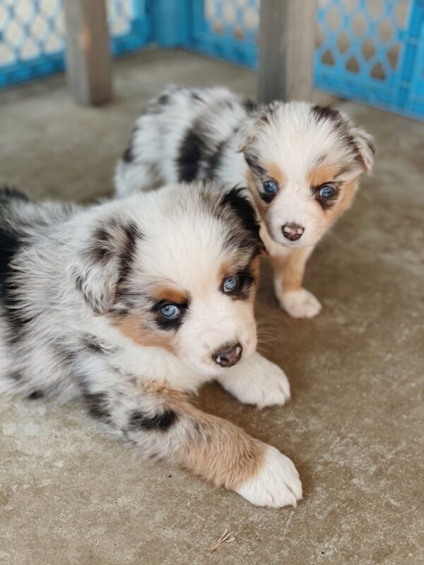 Intelligent and loyal Australian Shepherds, energetic dogs that love outdoor adventures with their owners.