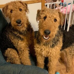Intelligent and playful Airedale Terrier, high energy and great for active families with space to run.