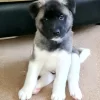 Quiet and obedient Akitas, affectionate with family, protective, and independent-minded.
