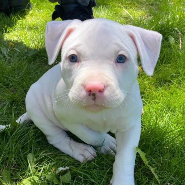 Sweet beautiful puppies