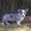 Welsh Corgis, loyal and loving pets, easy to train, low-maintenance, and great watchdogs.