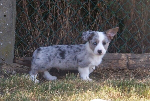 Welsh Corgis, loyal and loving pets, easy to train, low-maintenance, and great watchdogs.