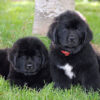 Gentle, family-friendly Newfoundland puppies for sale, great with kids and pets.