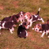 Healthy Beagle puppies for sale, loving and social, perfect for families.