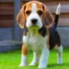 Healthy Beagle puppies for sale, loving and social, perfect for families.