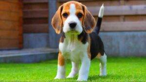 Healthy Beagle puppies for sale, loving and social, perfect for families.