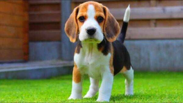 Healthy Beagle puppies for sale, loving and social, perfect for families.