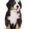Loyal and affectionate Bernese Mountain Dogs, perfect family companions with a gentle nature.