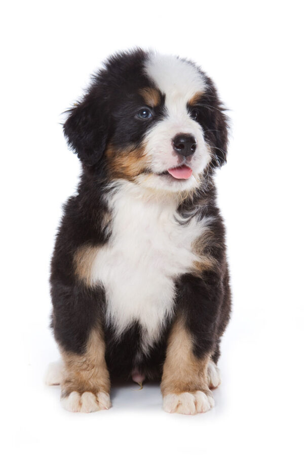 Loyal and affectionate Bernese Mountain Dogs, perfect family companions with a gentle nature.