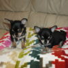 Intelligent and loyal Chihuahuas, ideal for apartments, low-maintenance, and easy to train.