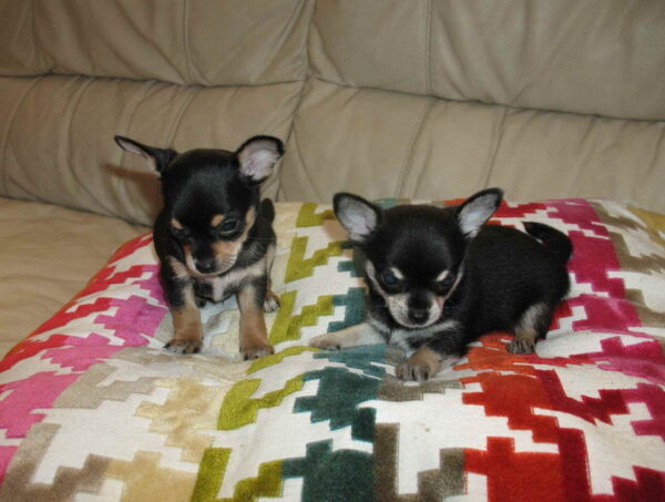 Intelligent and loyal Chihuahuas, ideal for apartments, low-maintenance, and easy to train.