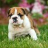 English Bulldog puppies for sale online, loyal and gentle companions.