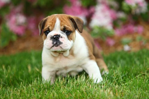 English Bulldog puppies for sale online, loyal and gentle companions.