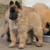 Belgian Shepherd Dogs for Sale Online