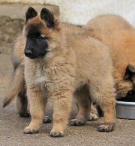 Belgian Shepherd Dogs for Sale Online