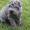 Adorable Shar Pei puppies for sale in the USA, calm and loyal companions.