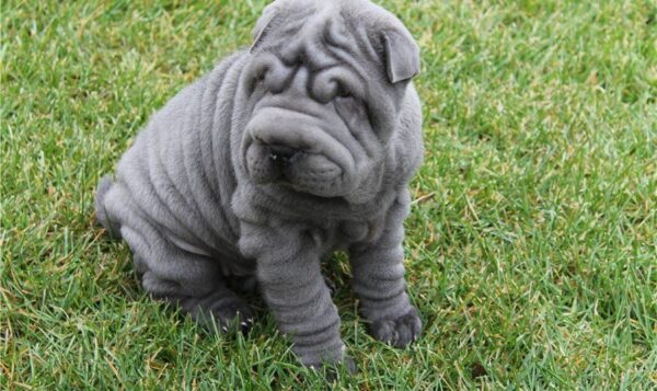 Adorable Shar Pei puppies for sale in the USA, calm and loyal companions.