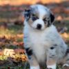 Intelligent and loyal Australian Shepherds, energetic dogs that love outdoor adventures with their owners.
